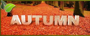 autumn_evrg