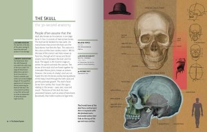 30-second-anatomy-2-ana1-976x976